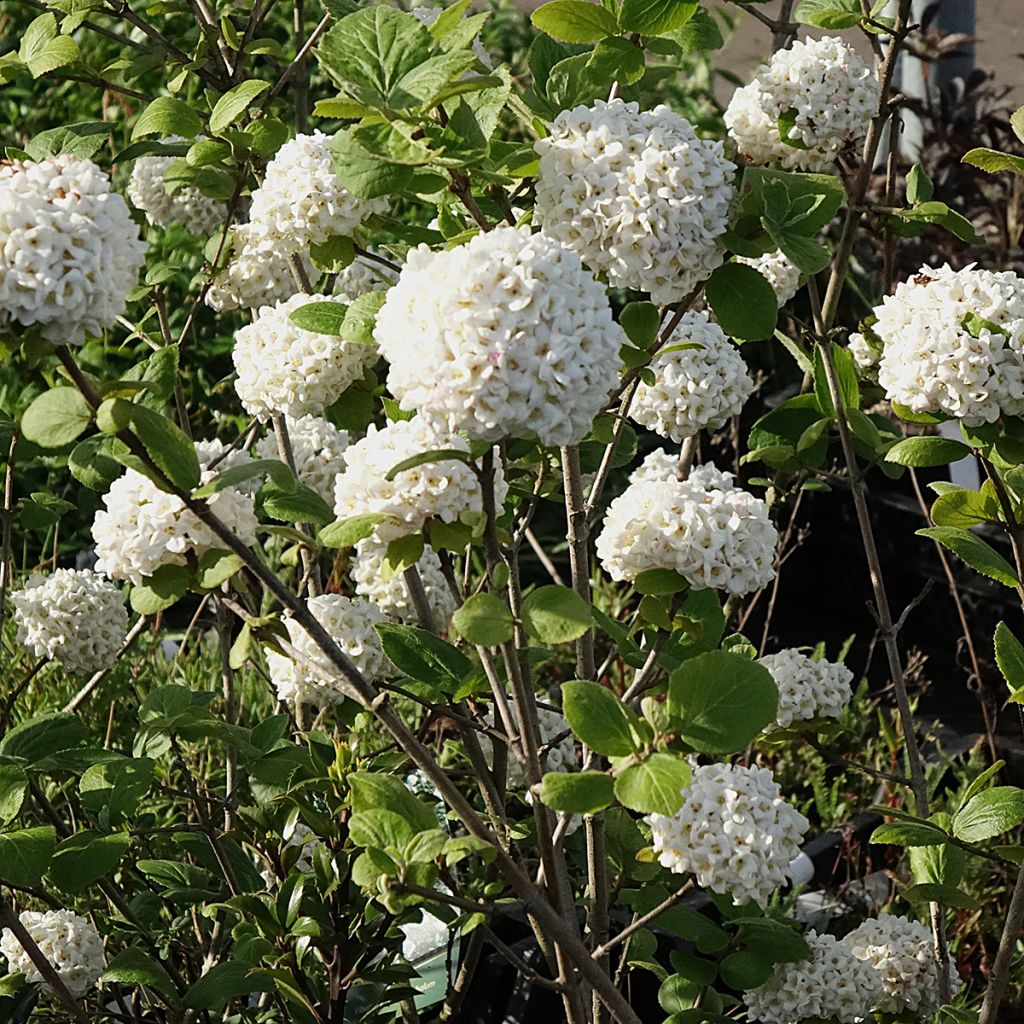 Viorne - Viburnum (x) carlcephalum 