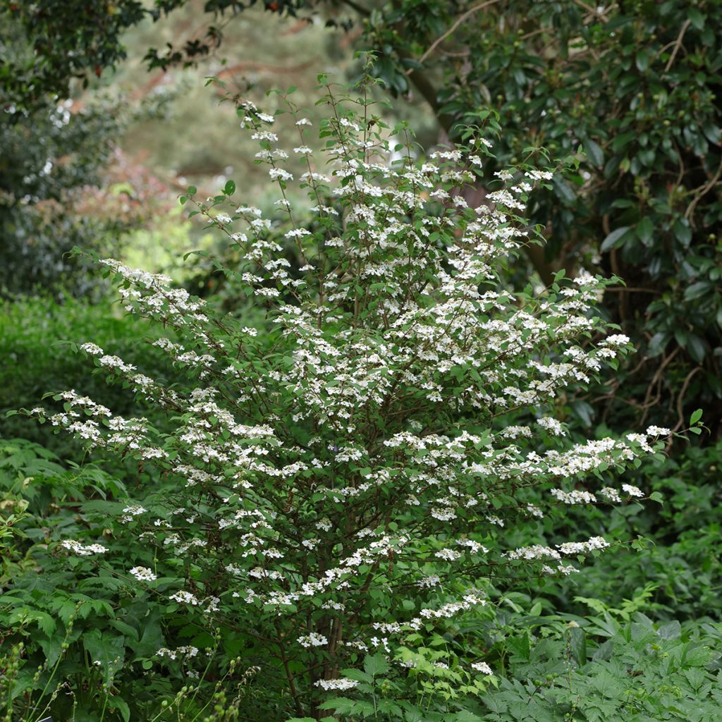 Viorne de Chine - Viburnum plicatum Kilimanjaro Sunrise