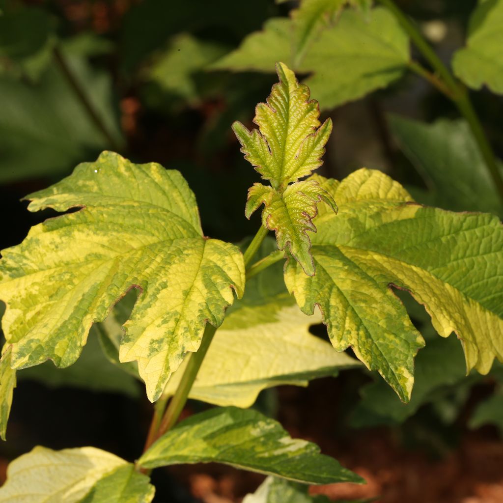 Viorne obier - Viburnum opulus Pechcin