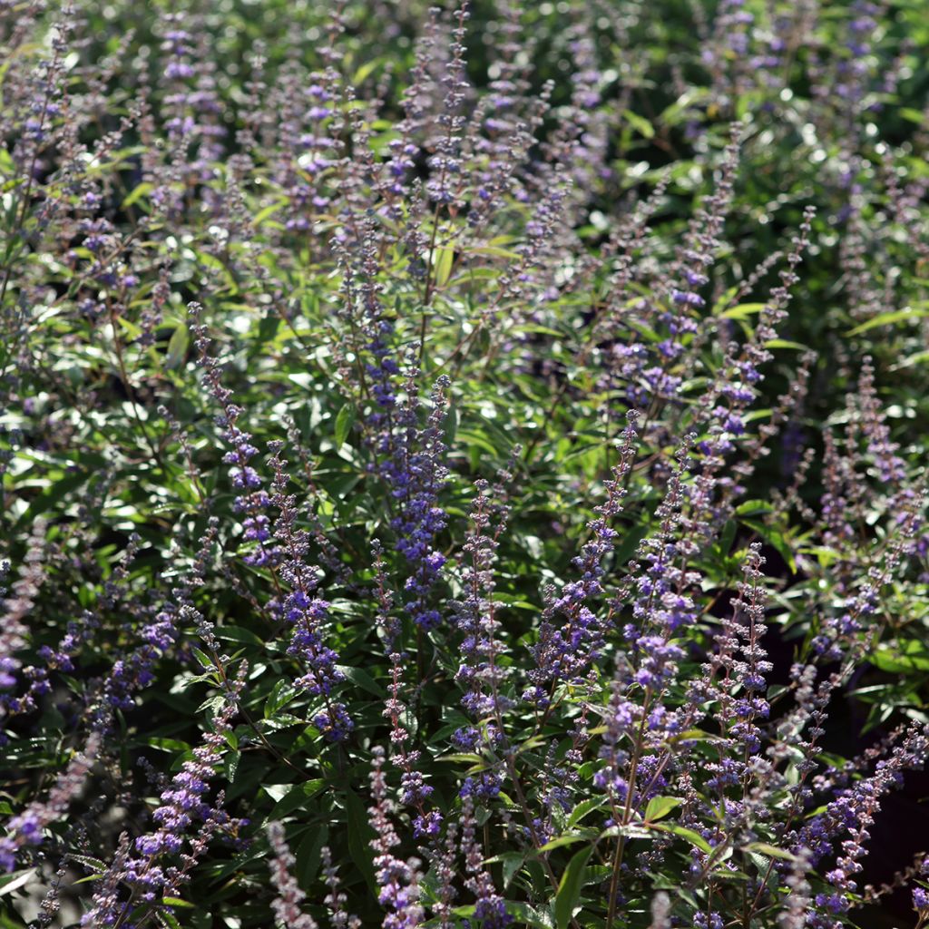 Vitex agnus-castus Queen Bee - Gattilier