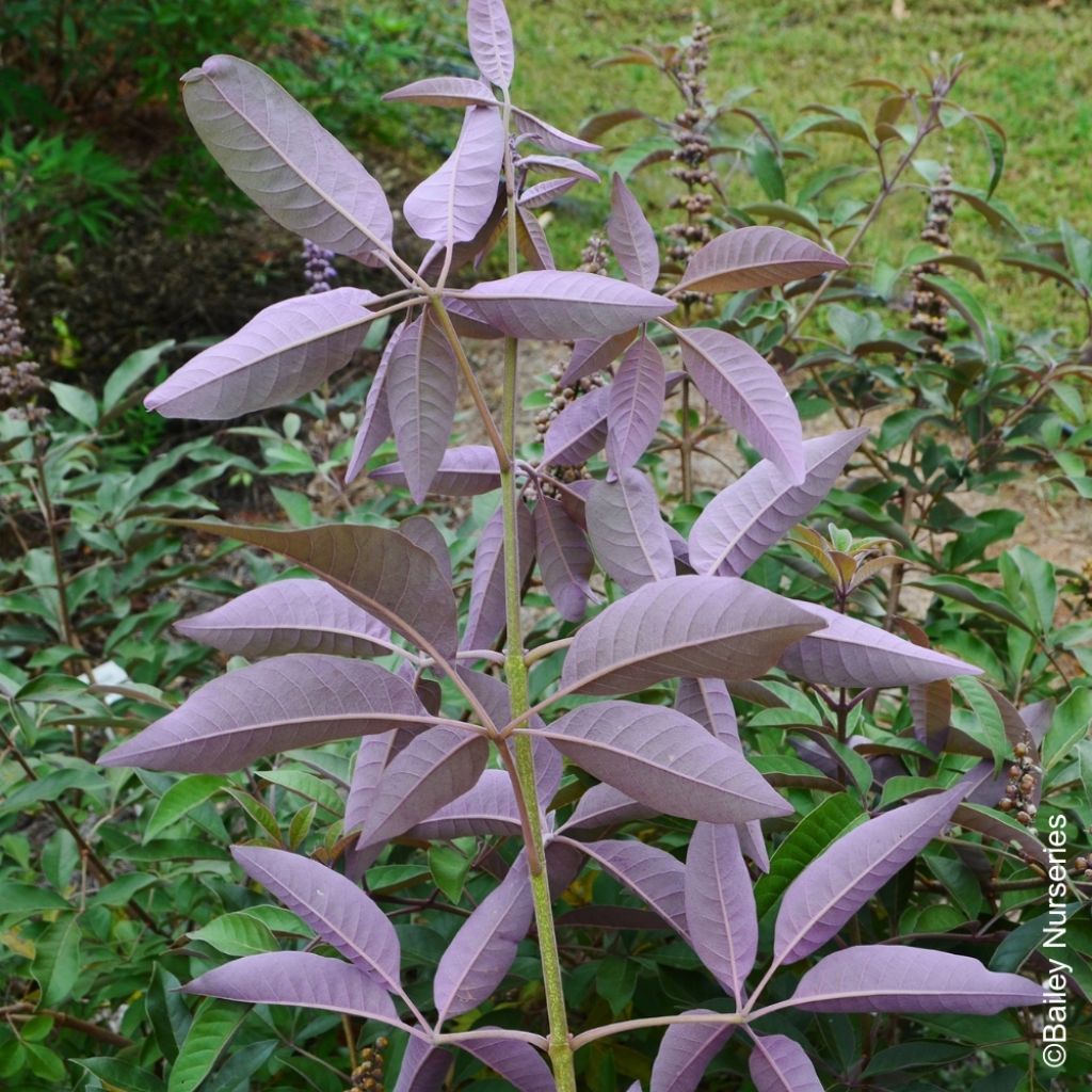 Vitex agnus-castus Flip Side - Gattilier