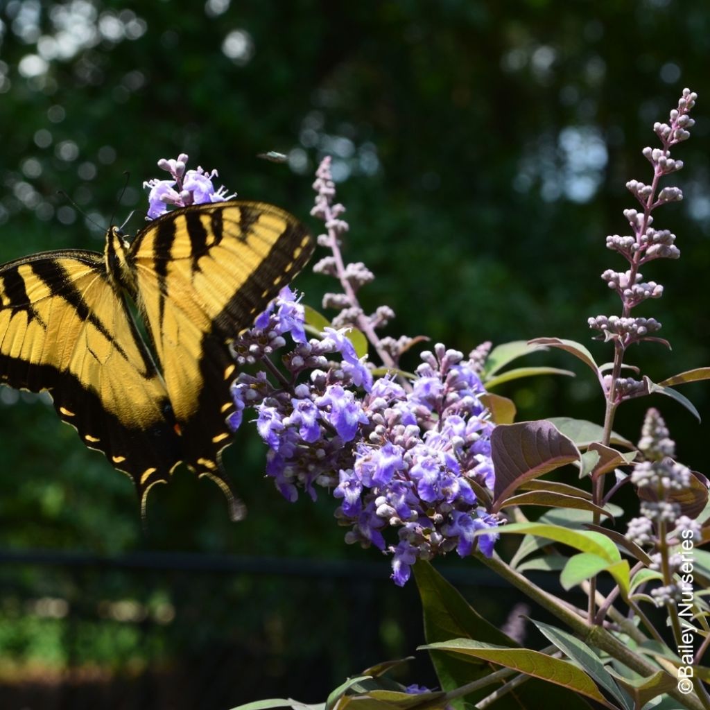 Vitex agnus-castus Flip Side - Gattilier
