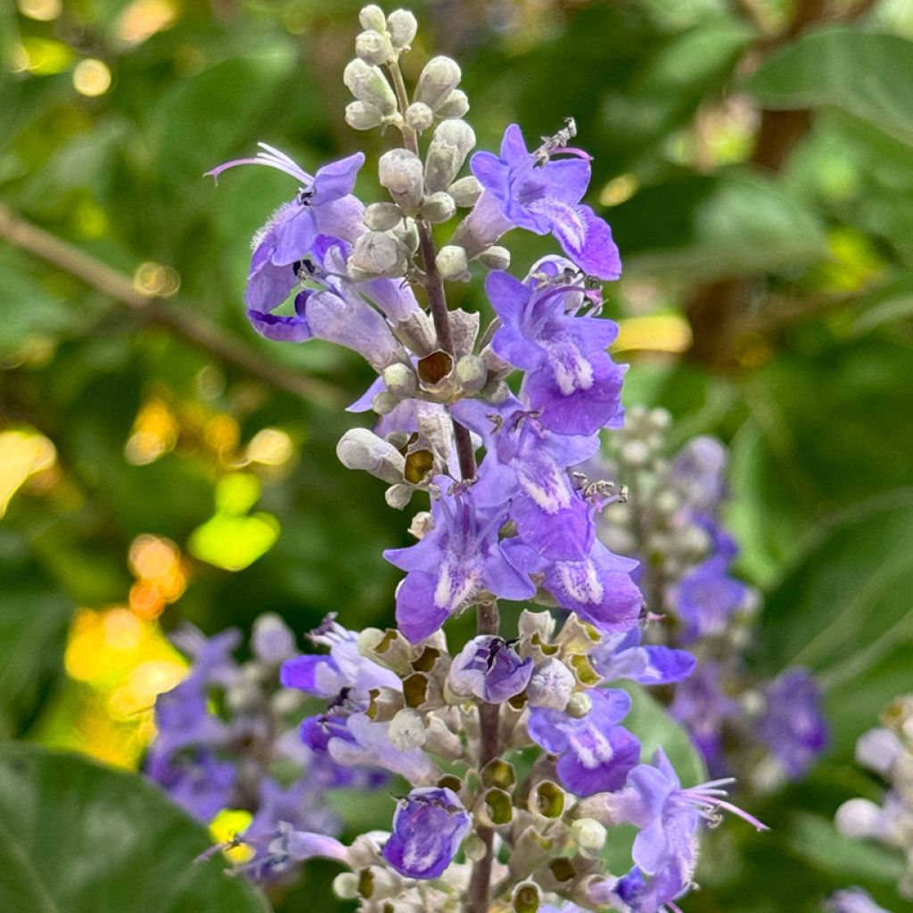 Vitex x agnus-castus Chicagoland Blues - Gattilier