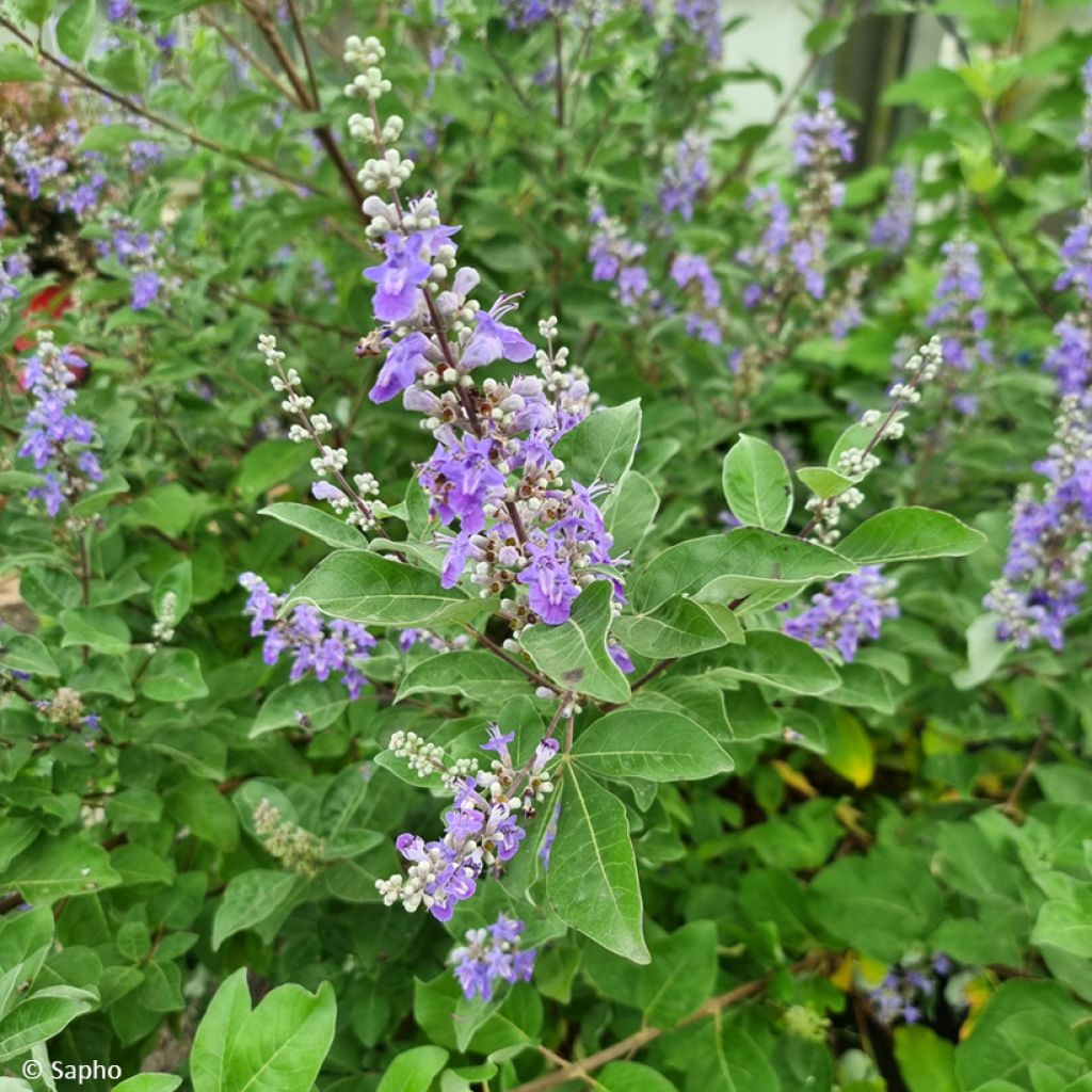 Vitex x agnus-castus Chicagoland Blues - Gattilier