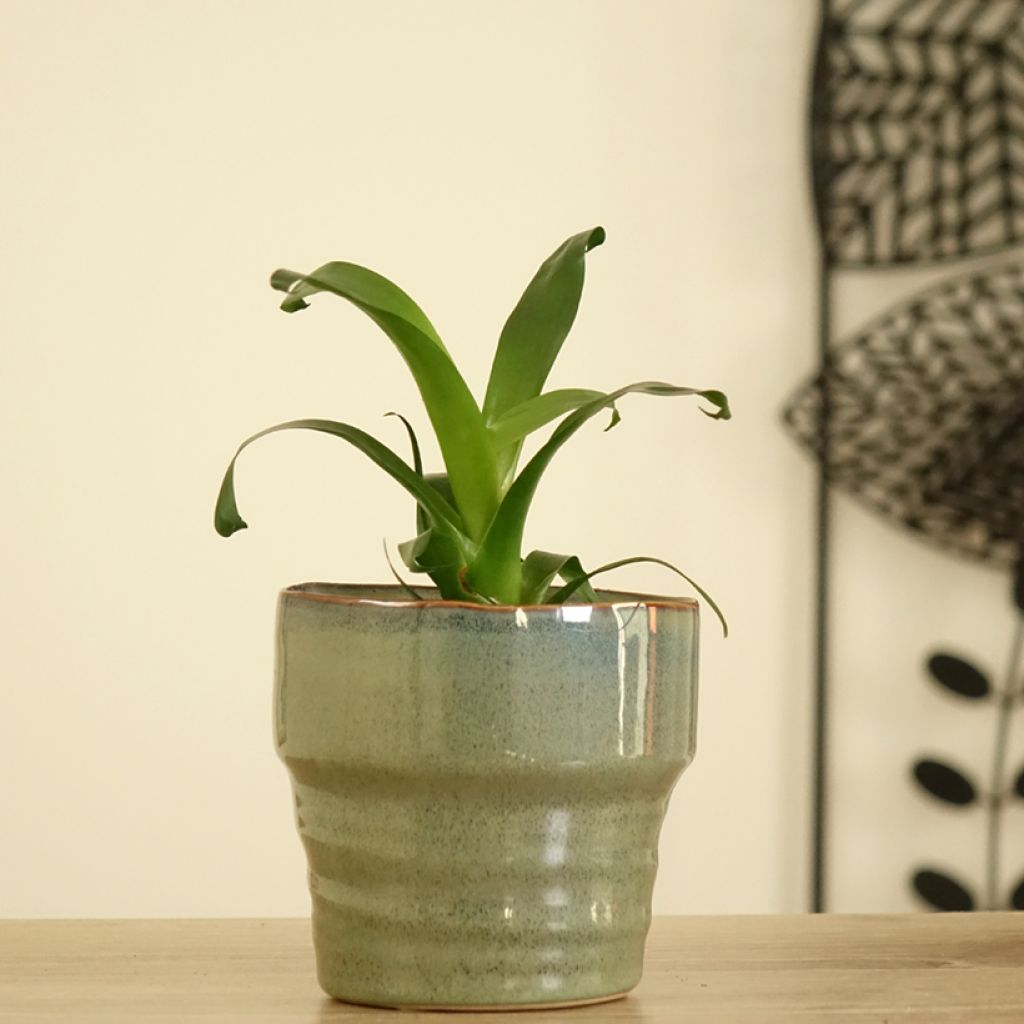 Vriesea Vogue