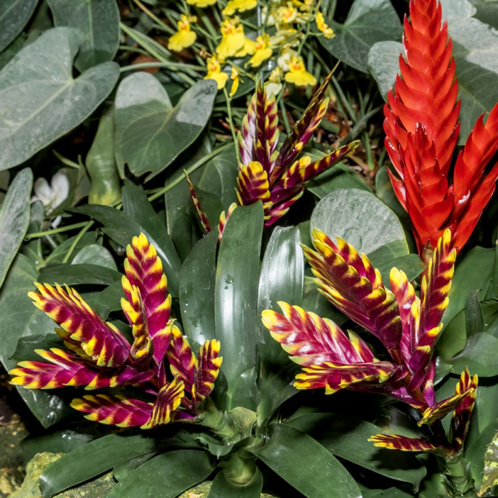 Vriesea Vogue