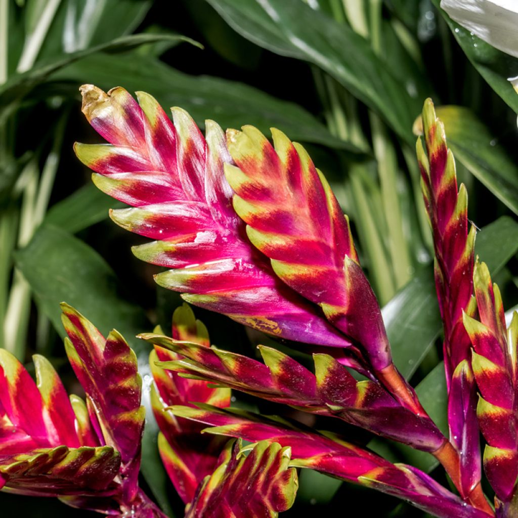 Vriesea Vogue