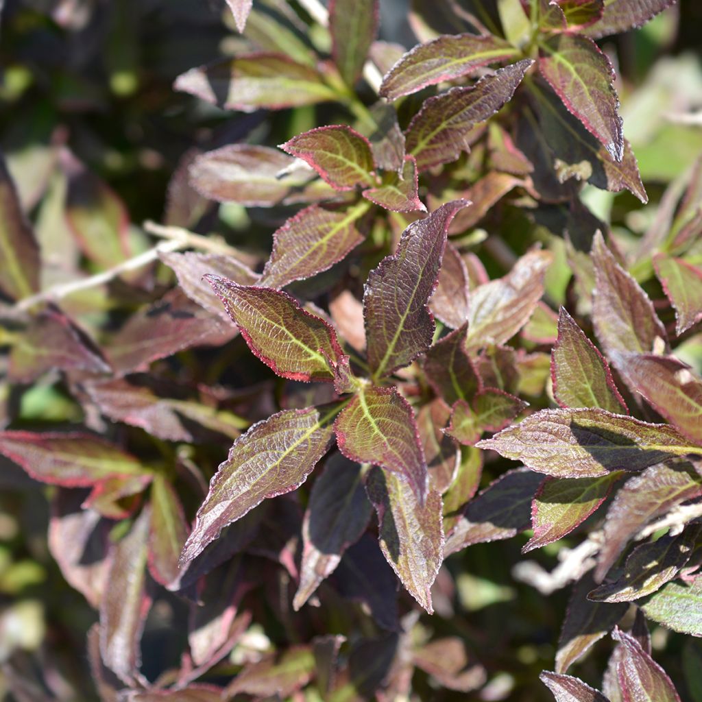 Weigela Black and White