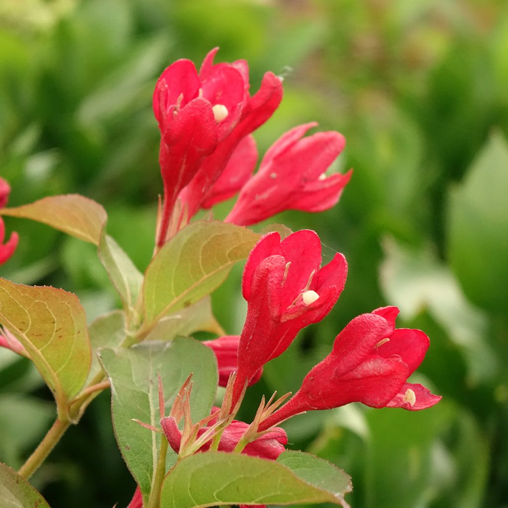 Weigela All Summer Red