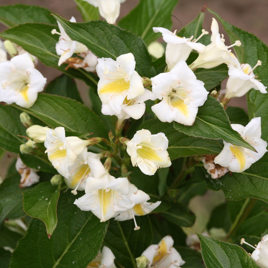Weigela Colourtwist Sunny Side Up