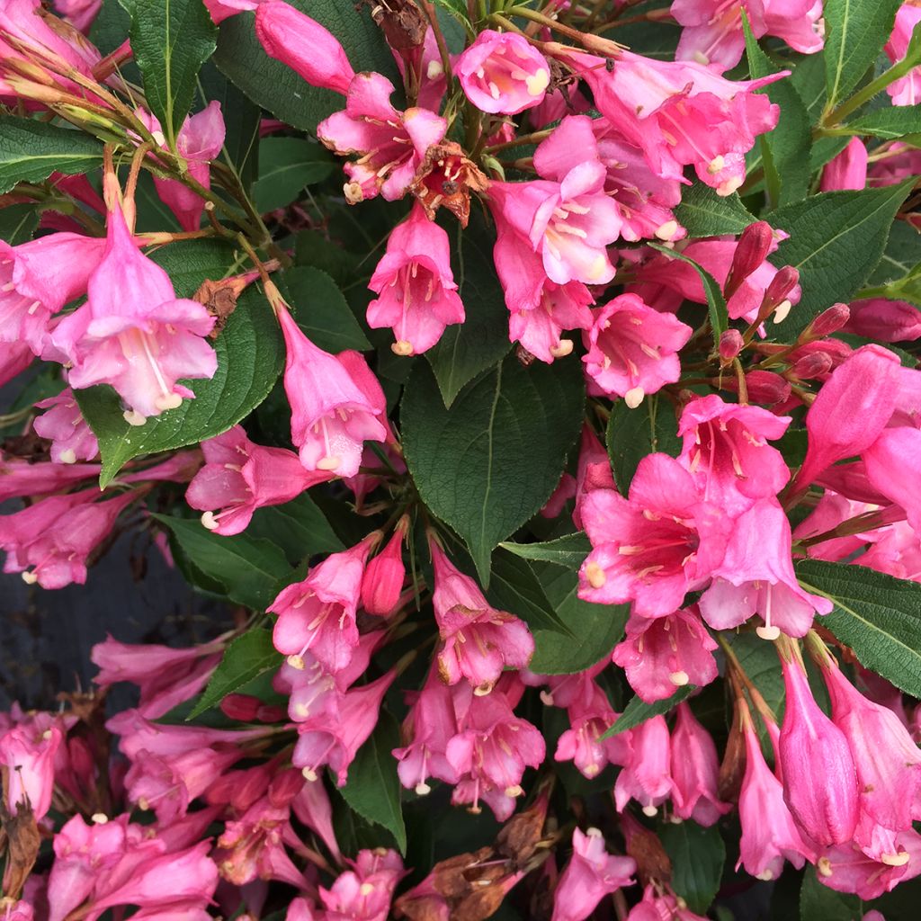 Weigela Colourtwist Twopink