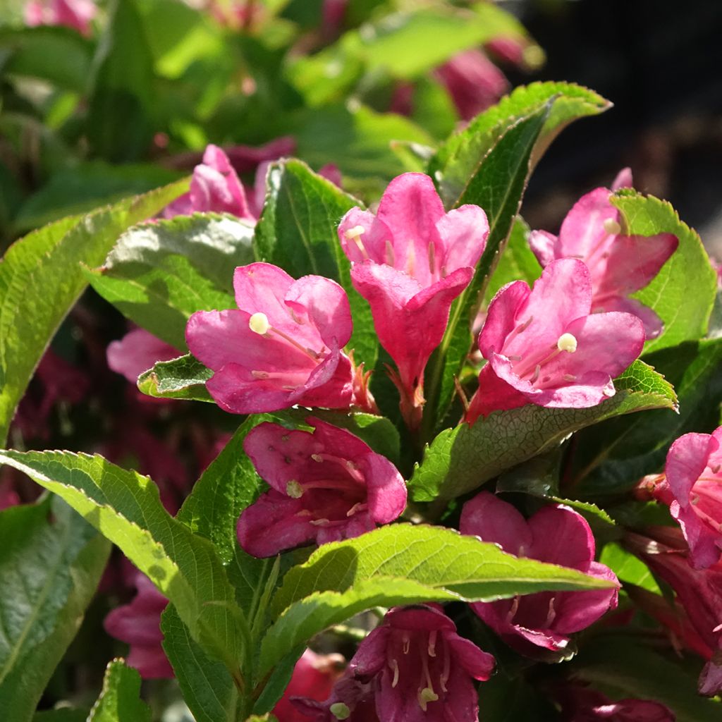 Weigela florida Korea