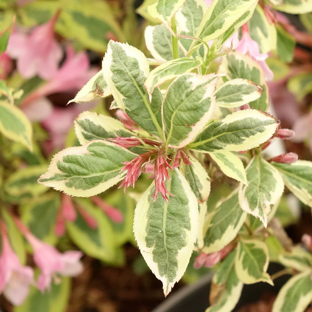 Weigela florida Magical Rainbow