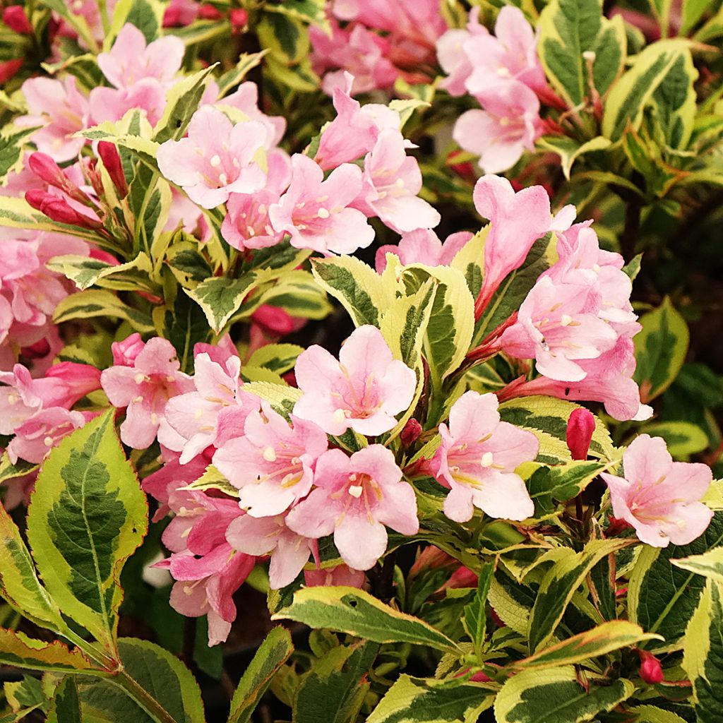 Weigela florida Magical Rainbow