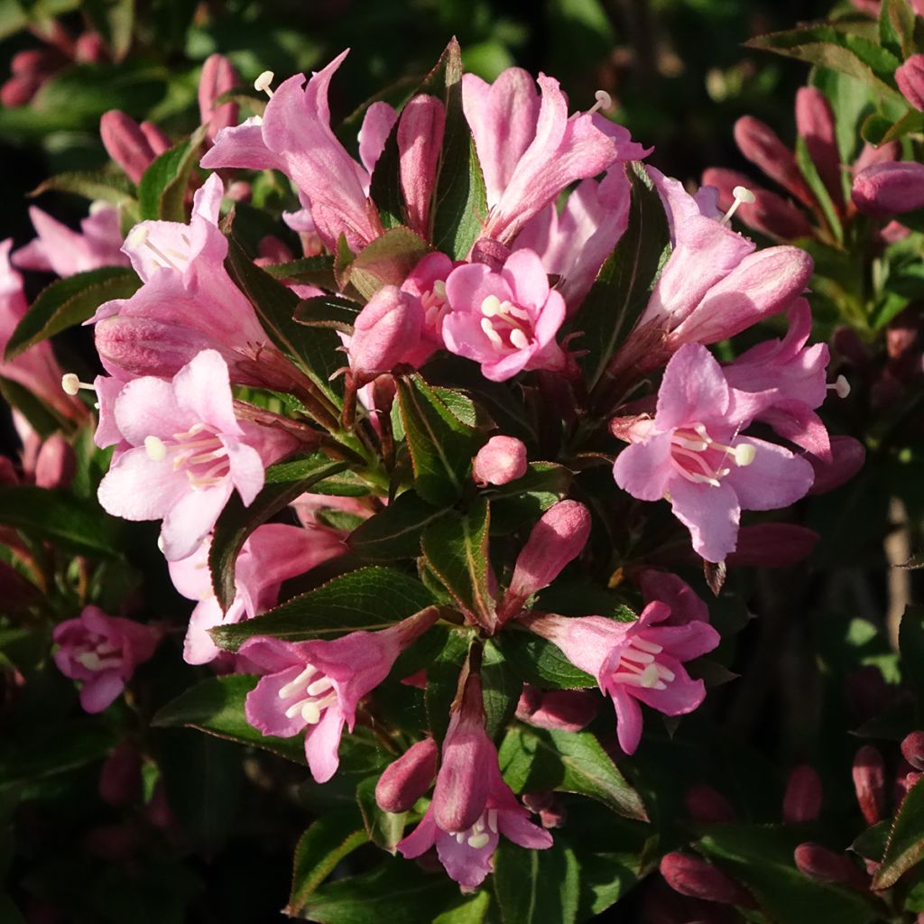 Weigela florida Pink Poppet