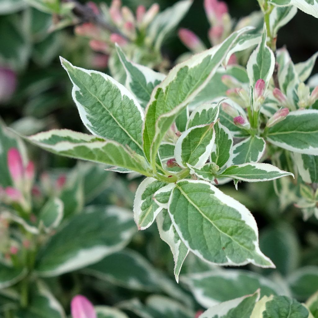 Weigela florida Variegata