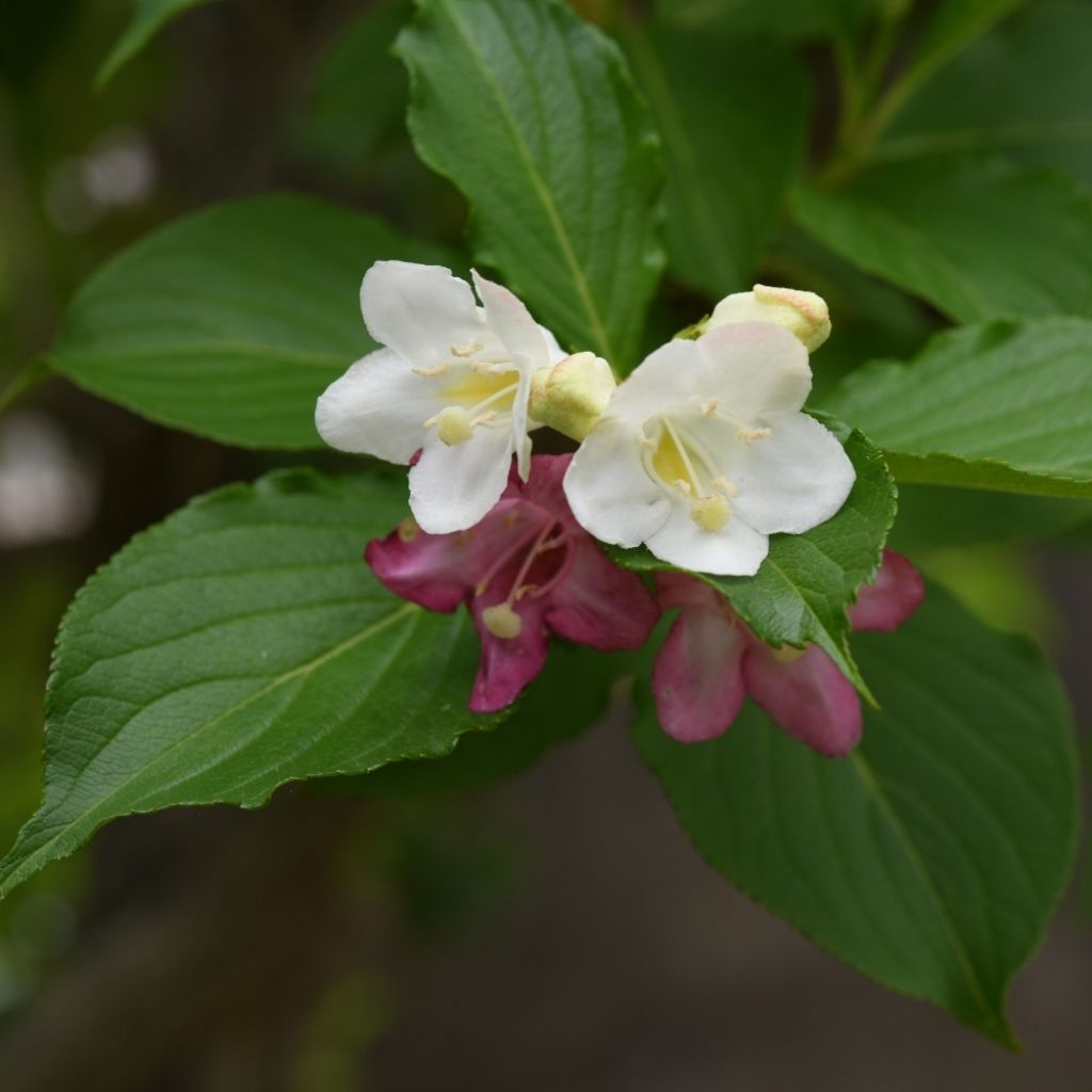 Weigela florida Marjorie