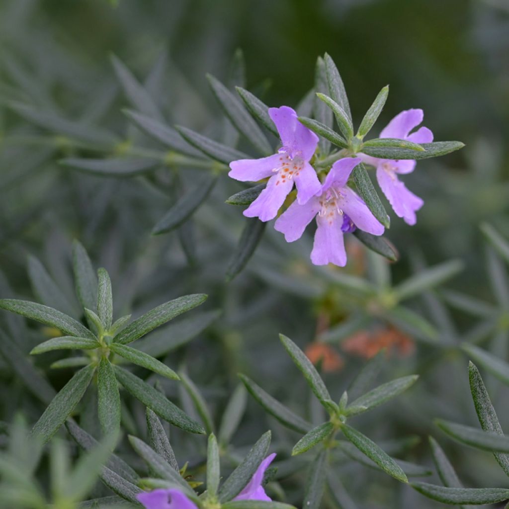Westringia glabra