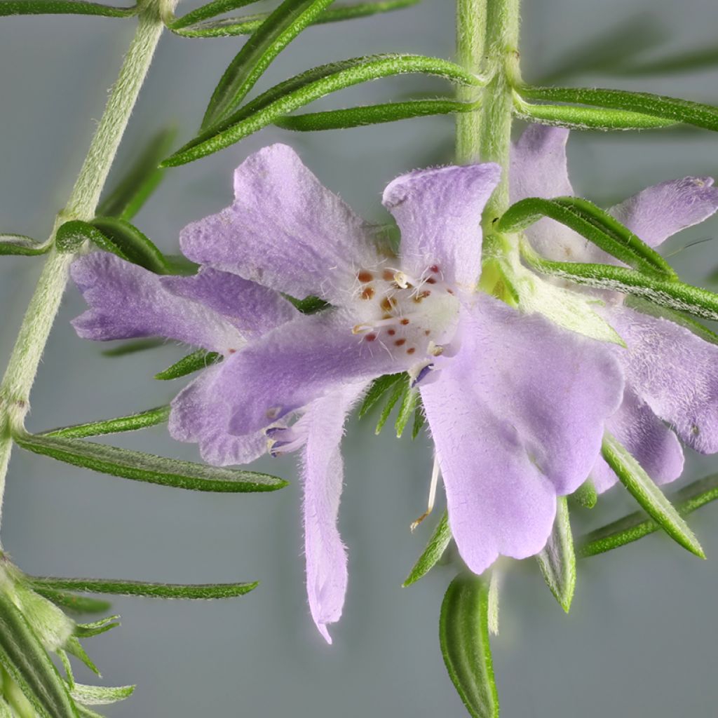 Westringia glabra