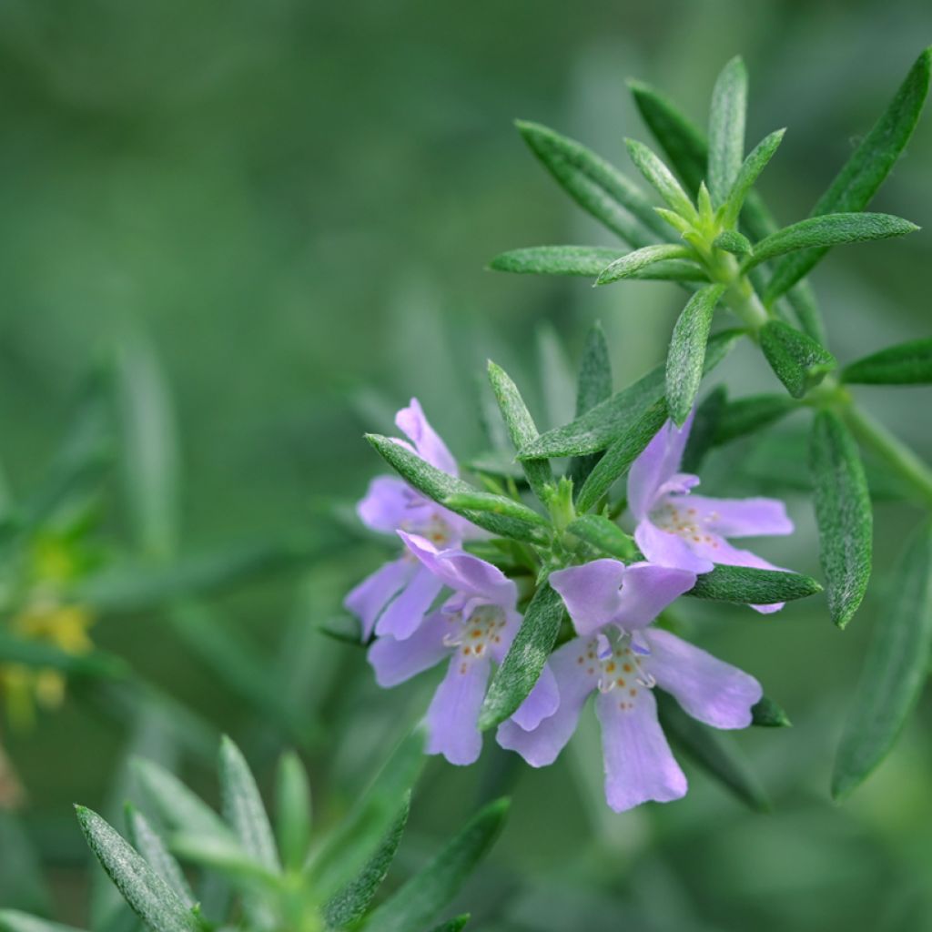 Westringia glabra