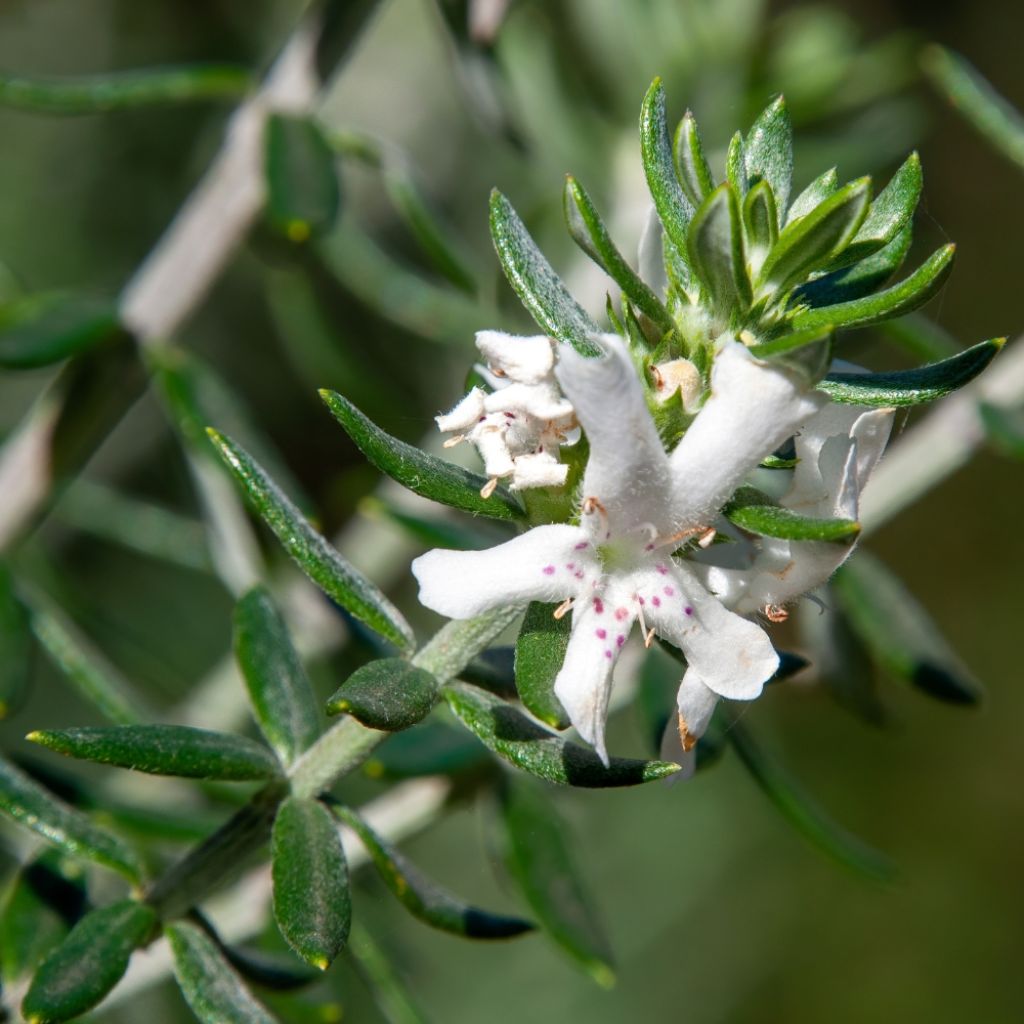 Westringia fruticosa - Romarin d'Australie