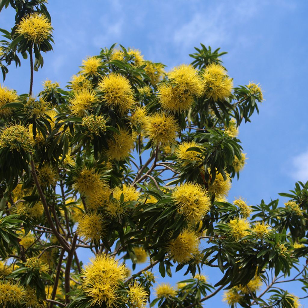 Xanthostemon chrysanthus - Penda doré