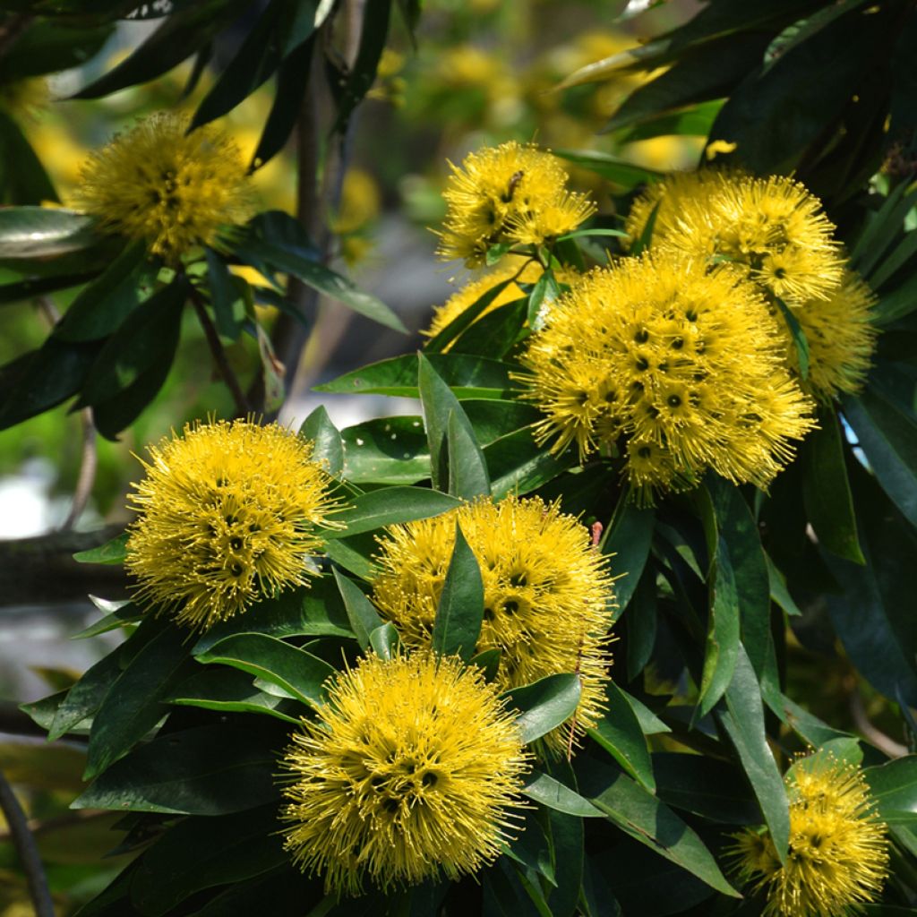 Xanthostemon chrysanthus - Penda doré