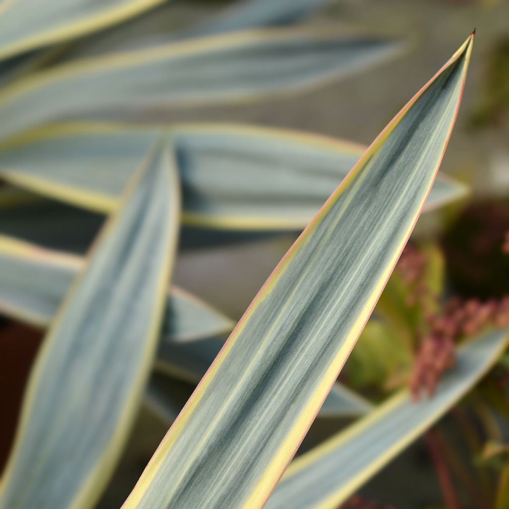 Yucca gloriosa Variegata - Dague espagnole