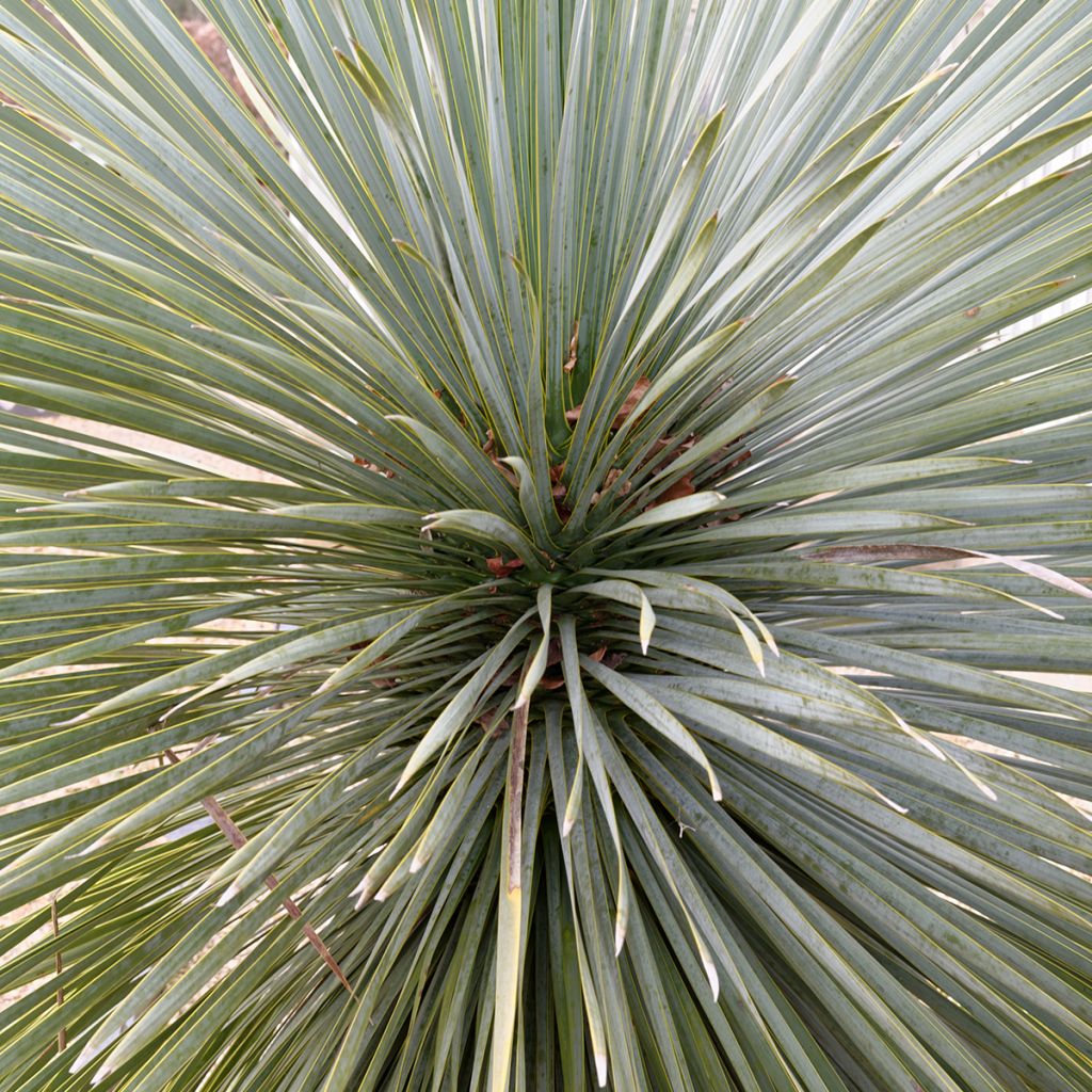 Yucca rostrata Sapphire Skies