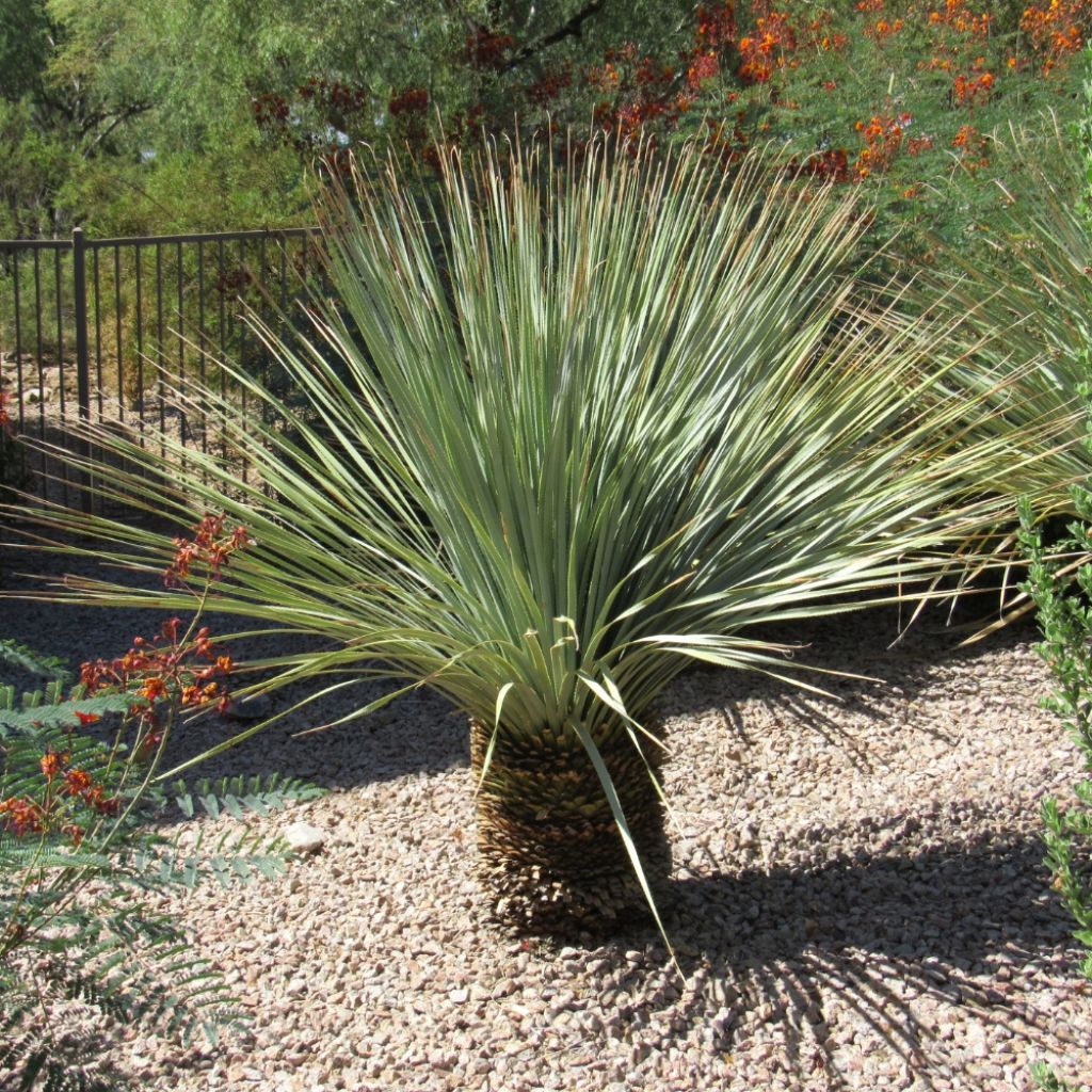 Yucca rostrata