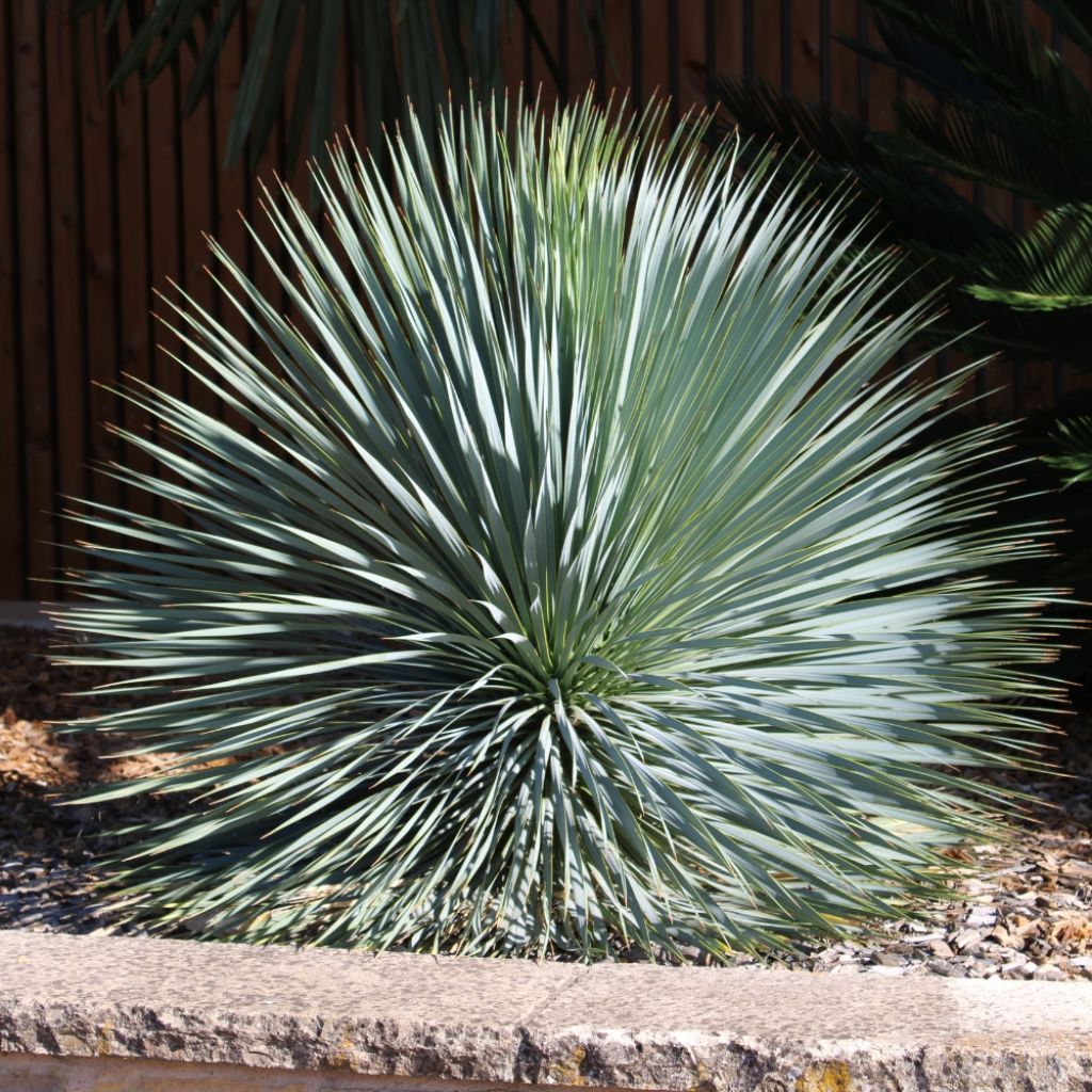 Yucca rostrata