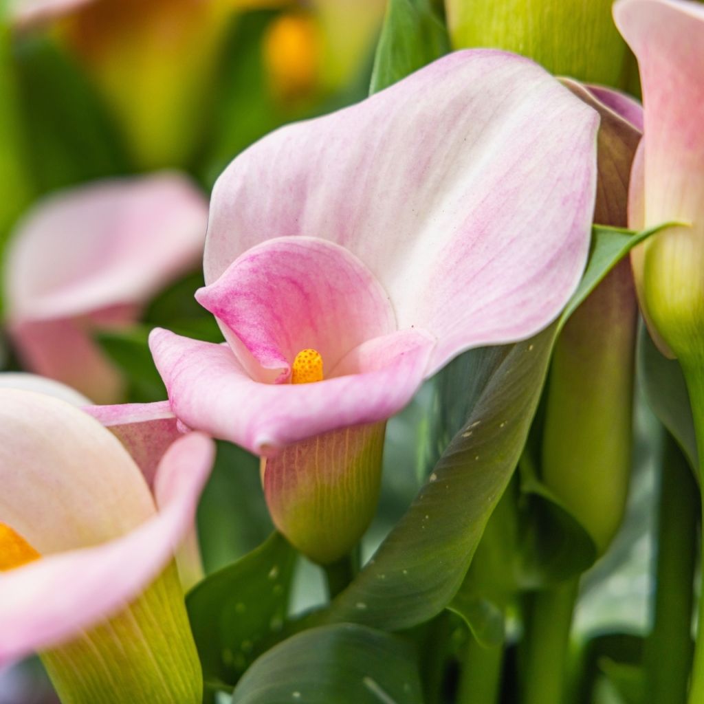 Zantedeschia aethiopica Pink Flamingo - Arum d'Ethiopie