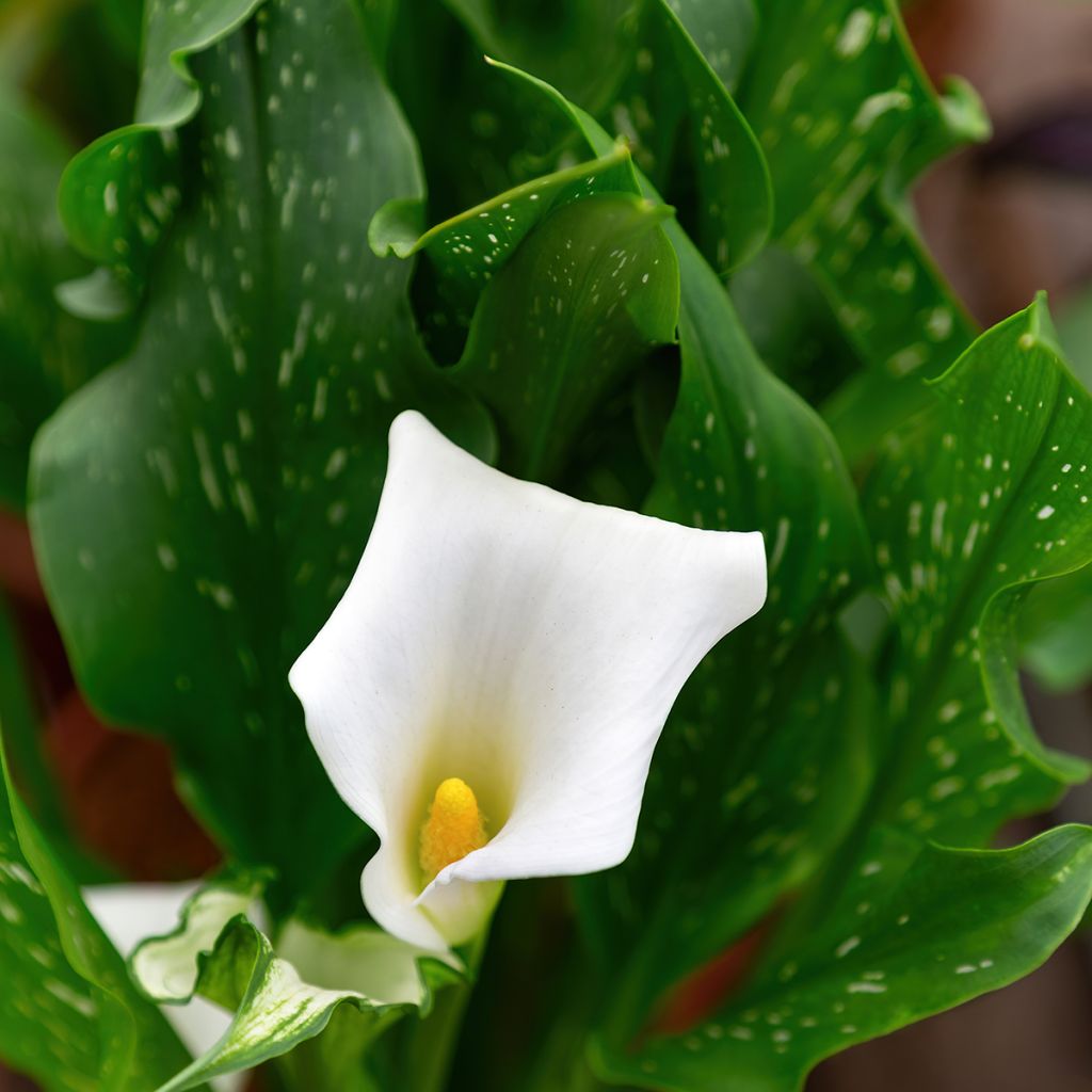 Zantedeschia aethiopica Prince Amaël - Arum d'Ethiopie au feuillage panaché