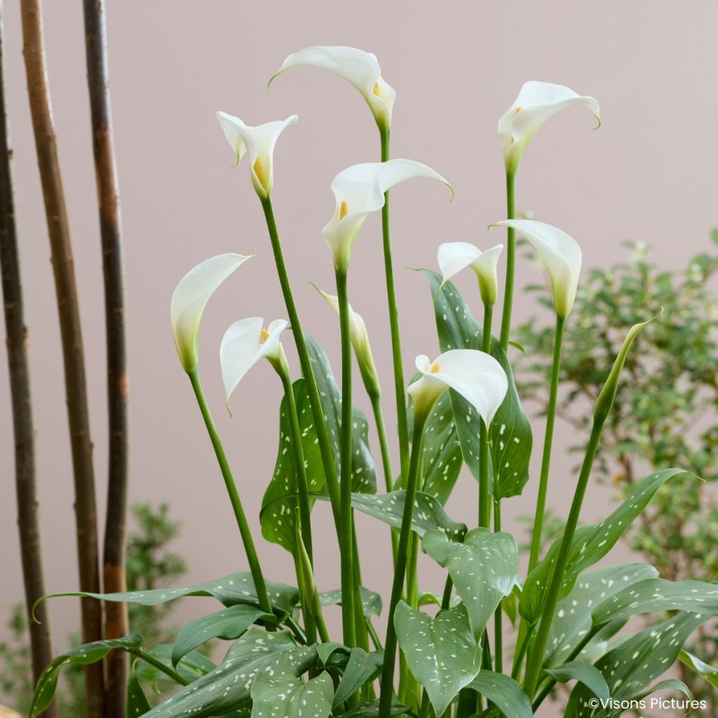 Zantedeschia aethiopica Scented Lady - Arum d'Ethiopie