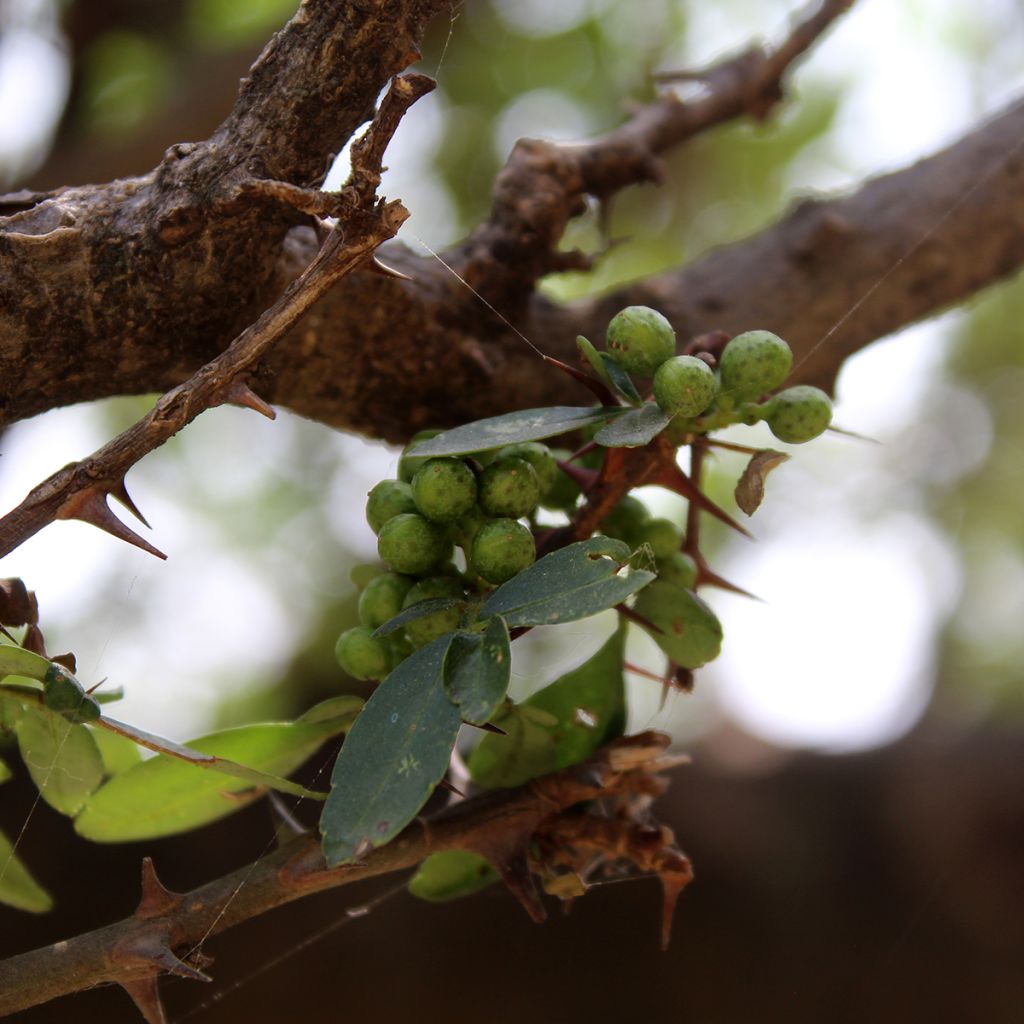 Zanthoxylum americanum - Poivrier américain