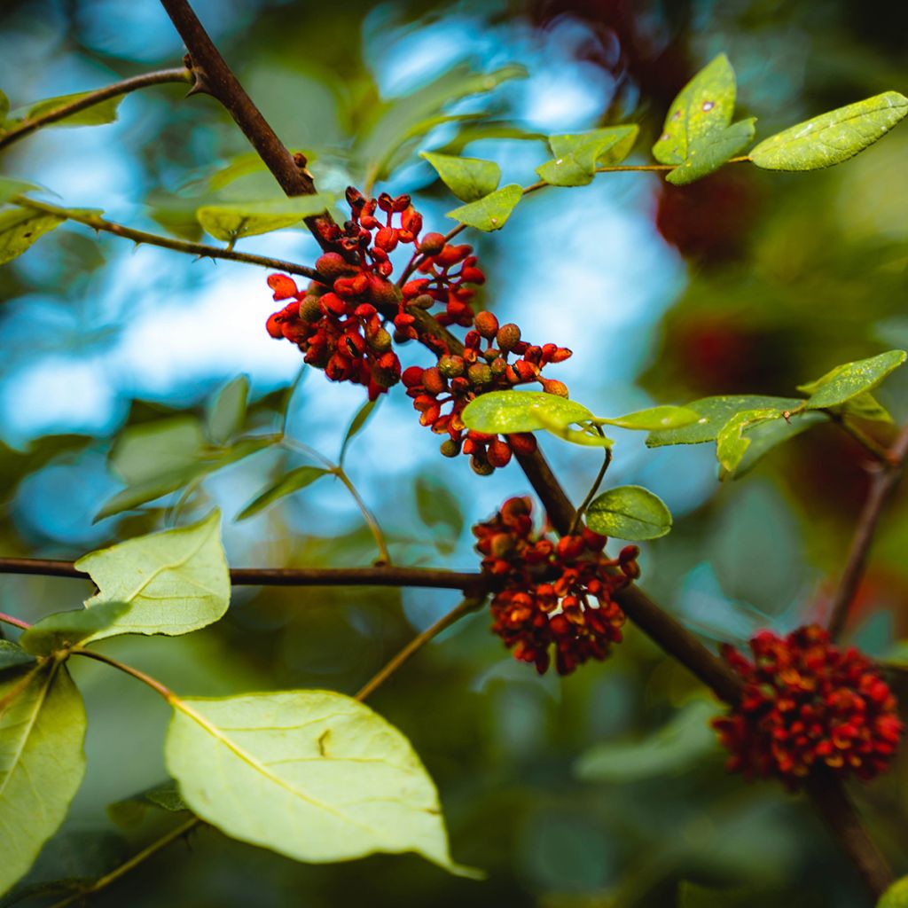 Zanthoxylum americanum - Poivrier américain