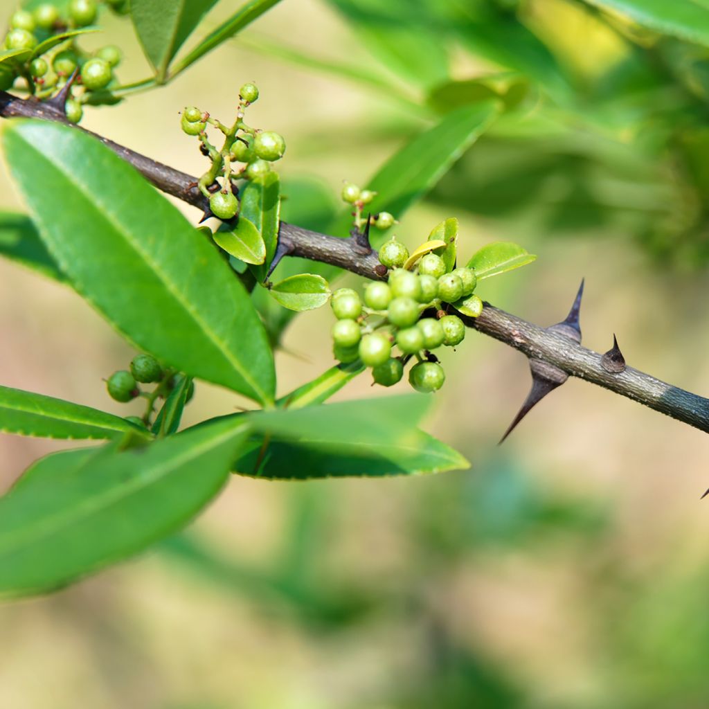 Zanthoxylum armatum - Poivrier du Timut