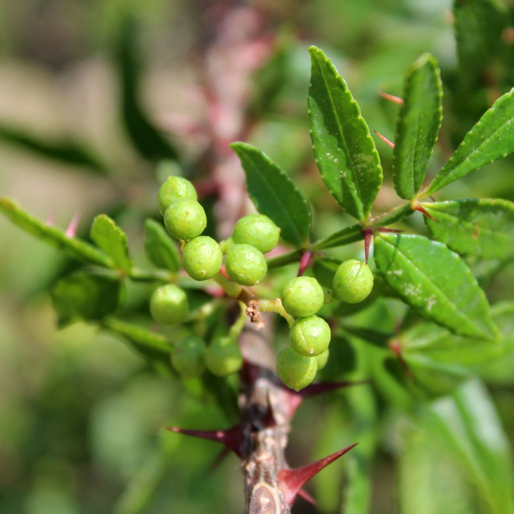 Zanthoxylum armatum - Poivrier du Timut