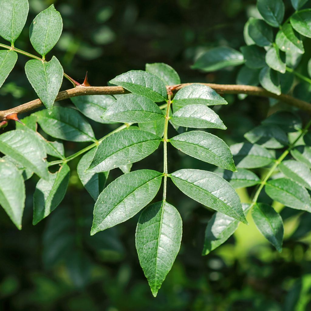 Zanthoxylum coreanum - Poivrier coréen