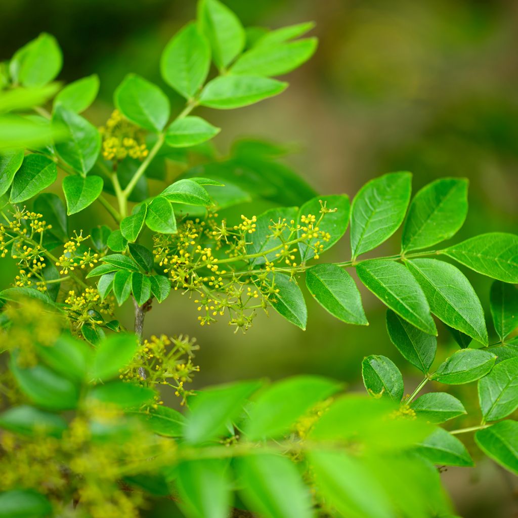 Zanthoxylum coreanum - Poivrier coréen