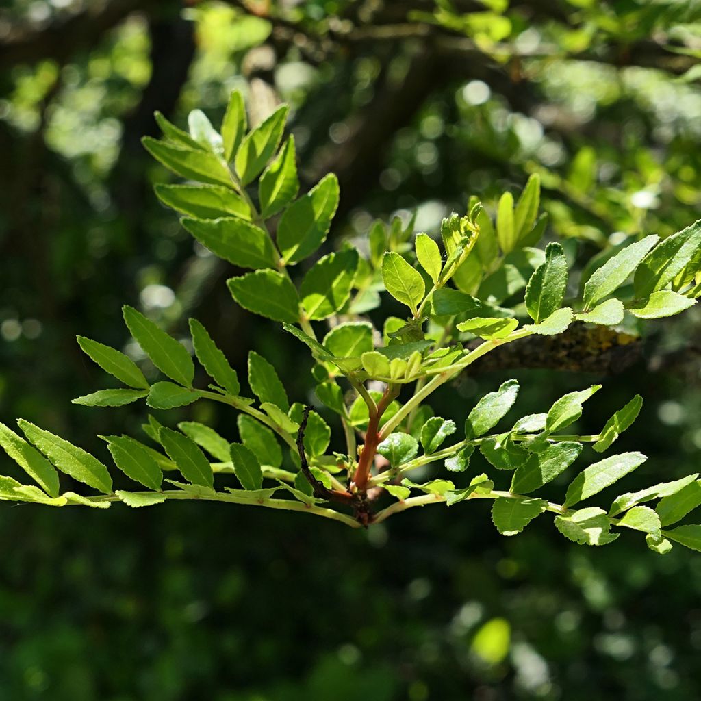 Zanthoxylum schinifolium - Poivrier de Sansho