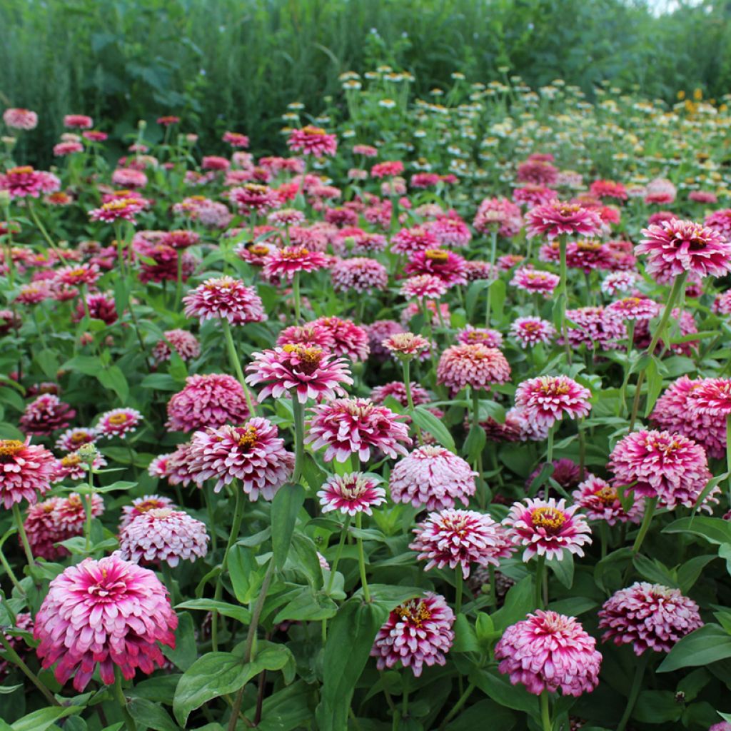 Graines de Zinnia elegans Mazurkia