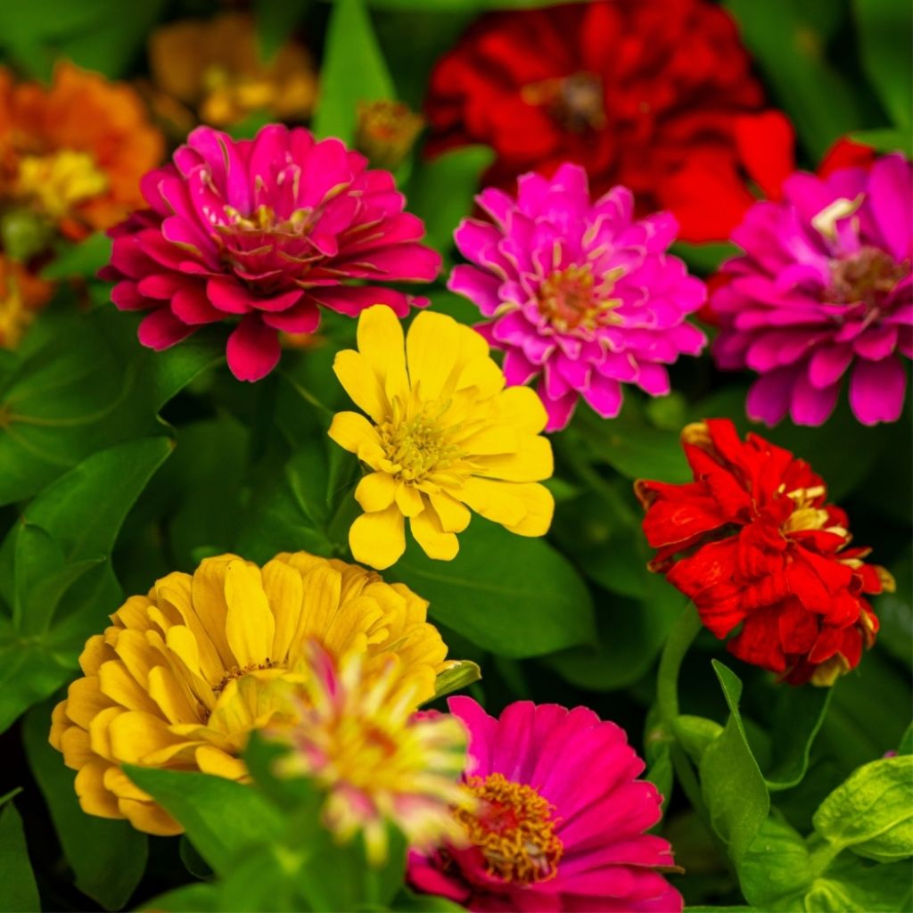 Graines de Zinnia Géant de Californie en mélange