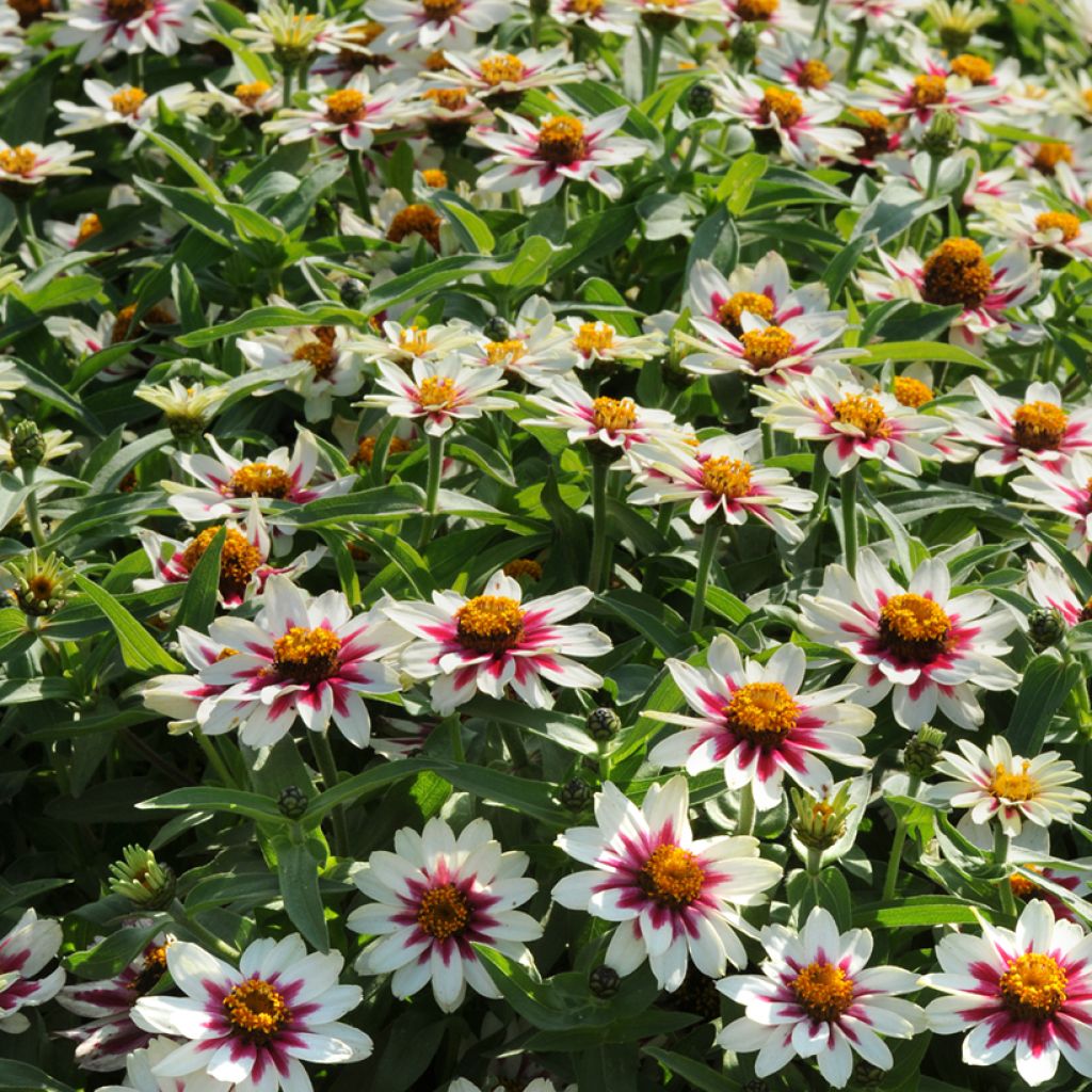 Graines de Zinnia du Maryland Zahara Starlight Rose