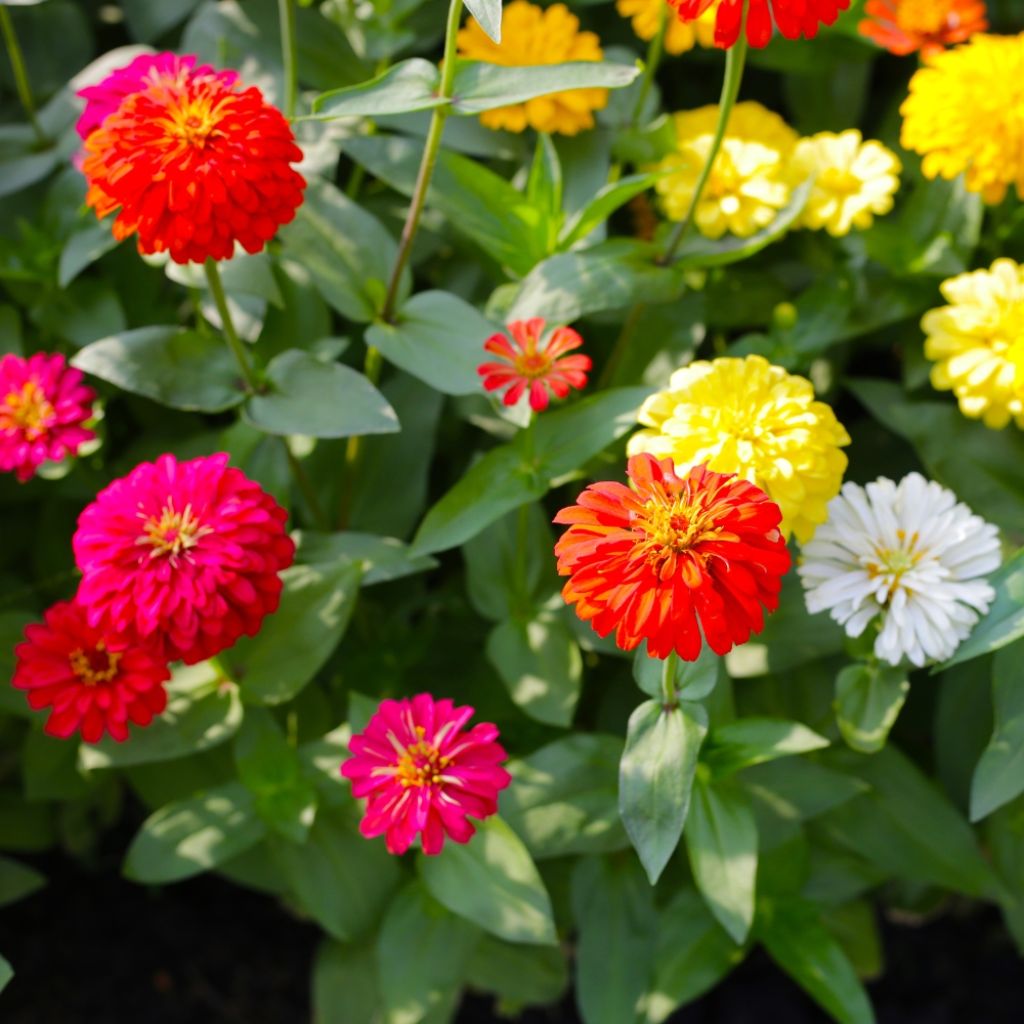 Graines de Zinnia elegans Lilliput en mélange