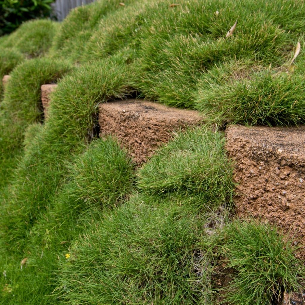 Zoysia tenuifolia - Gazon des Mascareignes