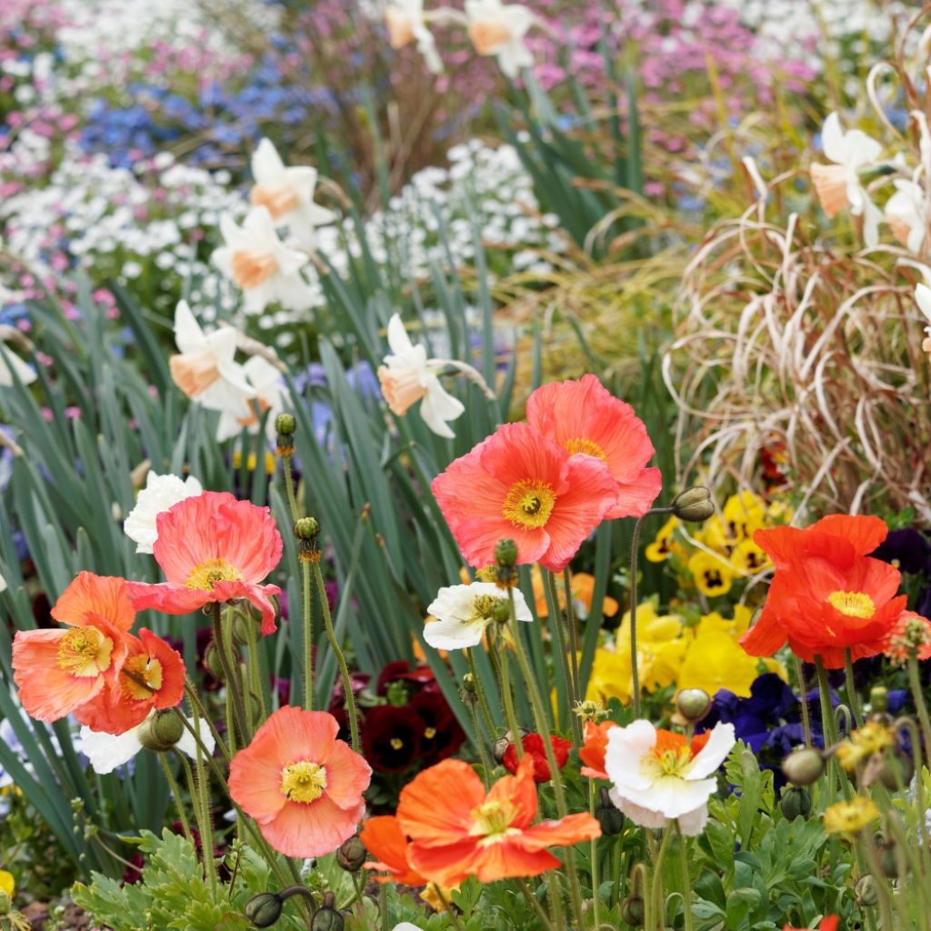 Pavot d Islande - Papaver nudicaule Gartenzwerg