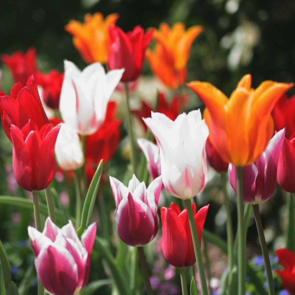 Tulipes Fleurs de Lis en mélange