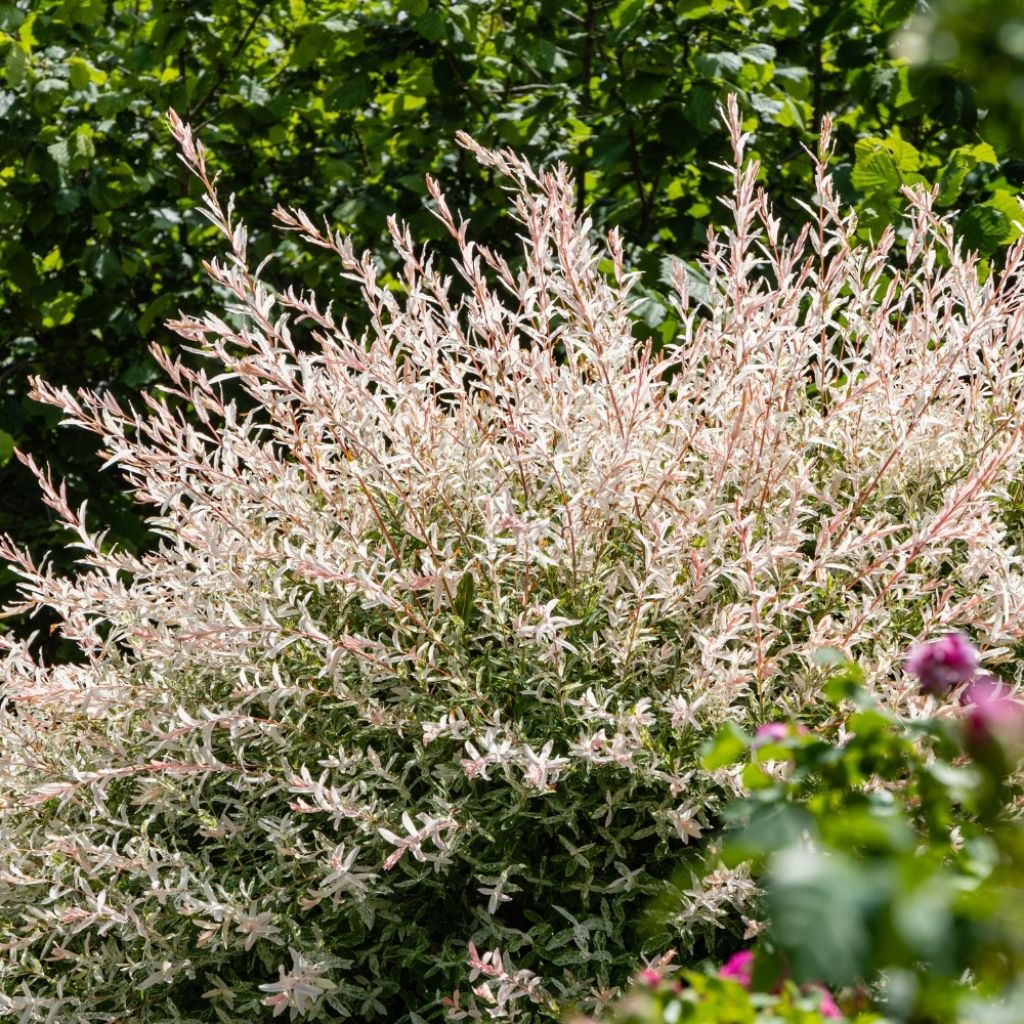 Saule crevette - Salix integra Hakuro Nishiki