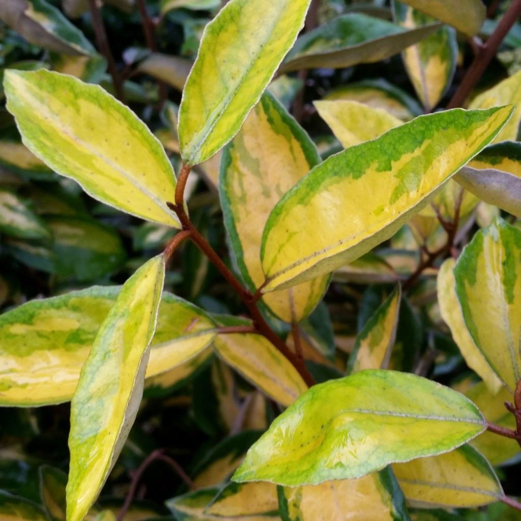 Elaeagnus ebbingei Limelight - Chalef de Ebbing